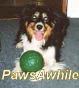 Paws A While Forum